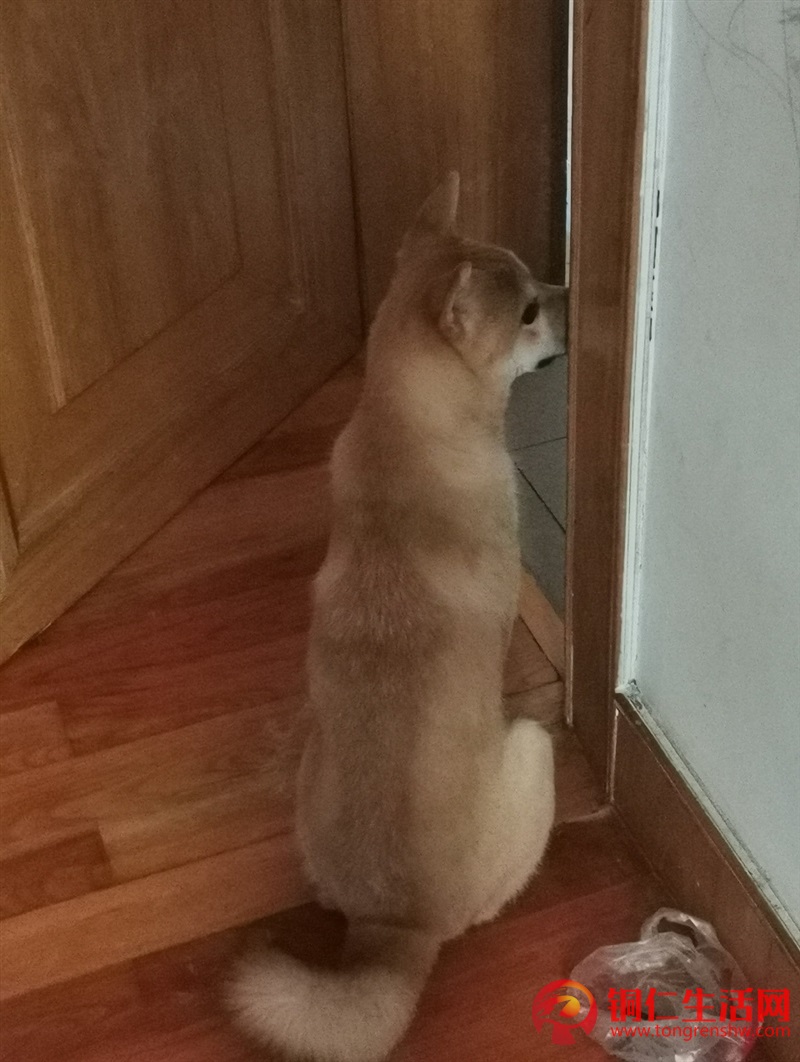 低價(jià)出售成年純種柴犬，希望找個(gè)好人家 ！
