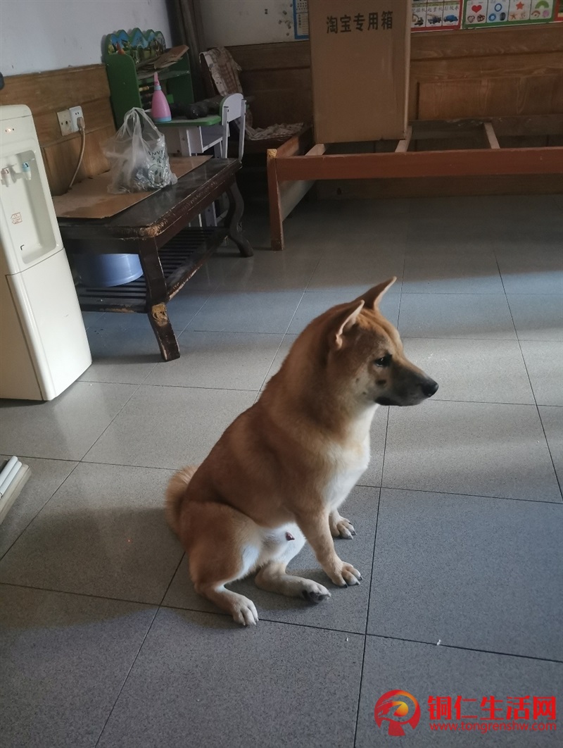 低價(jià)出售成年純種柴犬，希望找個(gè)好人家 ！